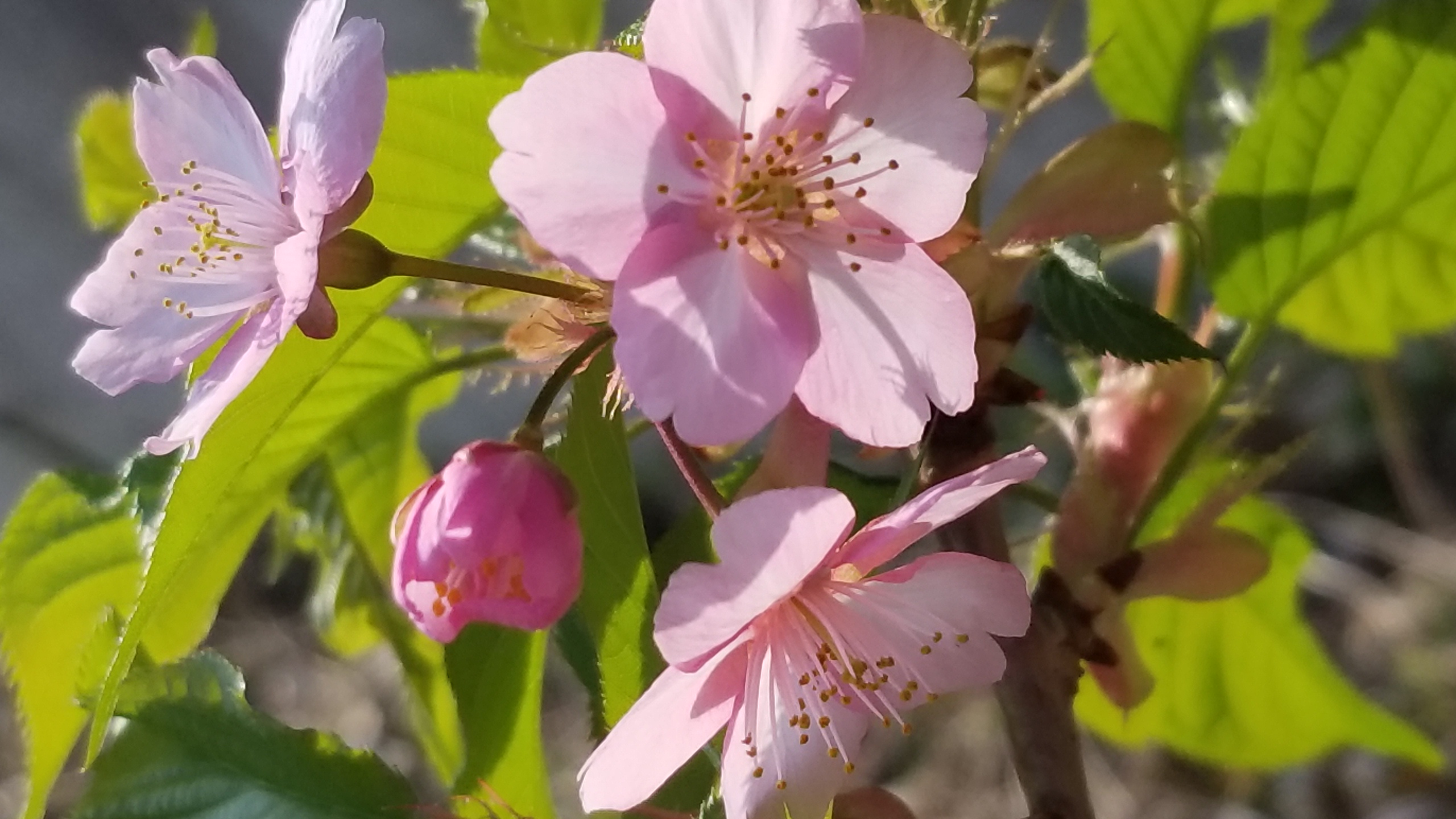 桜の植樹３